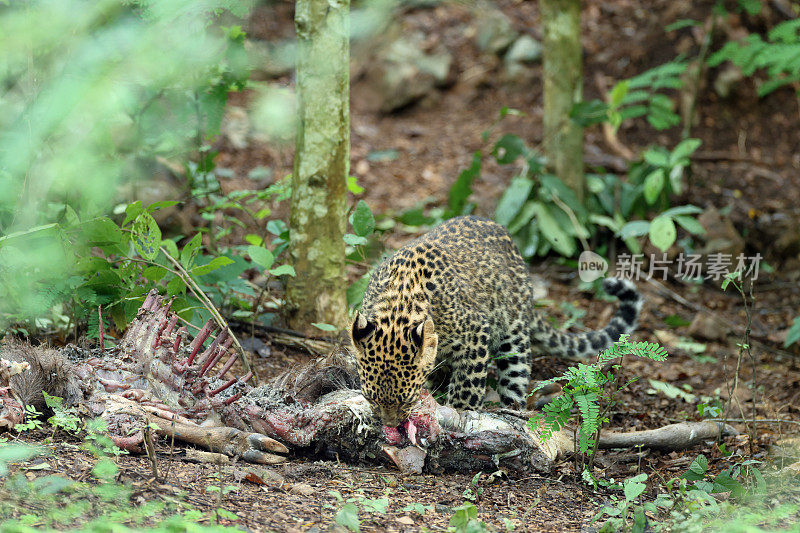 Panthera pardus delacourii